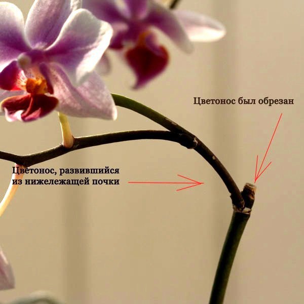 Обрезаем правильно цветонос у орхидеи