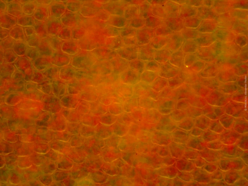 Кожура помидора под микроскопом