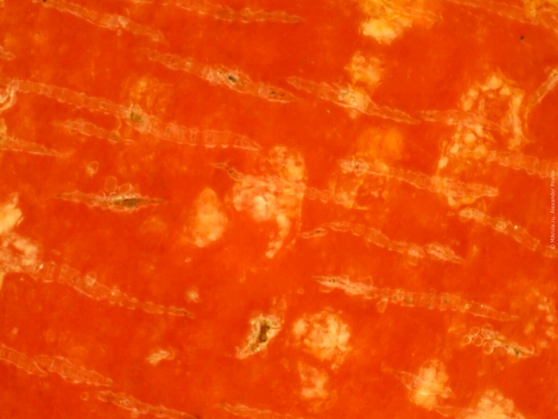 Кожура помидора под микроскопом
