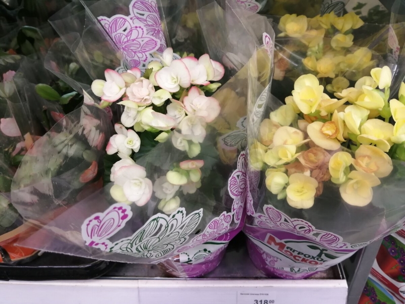 В Леруа Мерлен отличные цены на живые цветы и растения. Обзор от 10.08.2020.