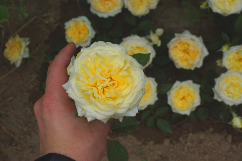 Роза 3 в 1. Долгоцветущая и обильноцветущая. Топ зимостойких роз с Алтая