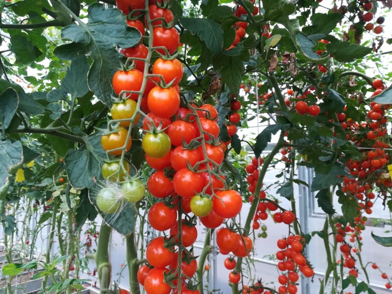 Самые сладкие сорта томатов Агрофирмы Партнер