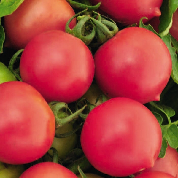 Выбираем томаты с «носиком» на будущий сезон : самые вкусные и проверенные сорта