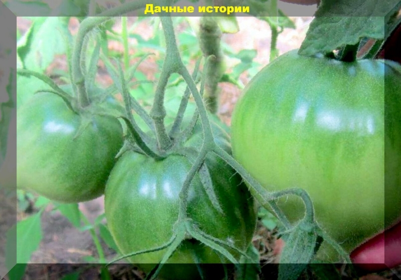 Совсем зеленые, но абсолютно созревшие. Знакомимся с 16 сортами зеленоплодных томатов