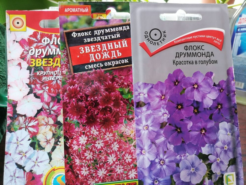 семена однолетних флоксов. флокс метельчатый семена.