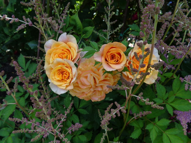 Партнеры роз в саду. Часть 2. Розы и многолетники