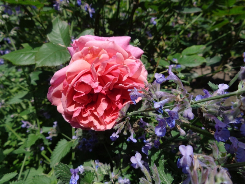Партнеры роз в саду. Часть 2. Розы и многолетники