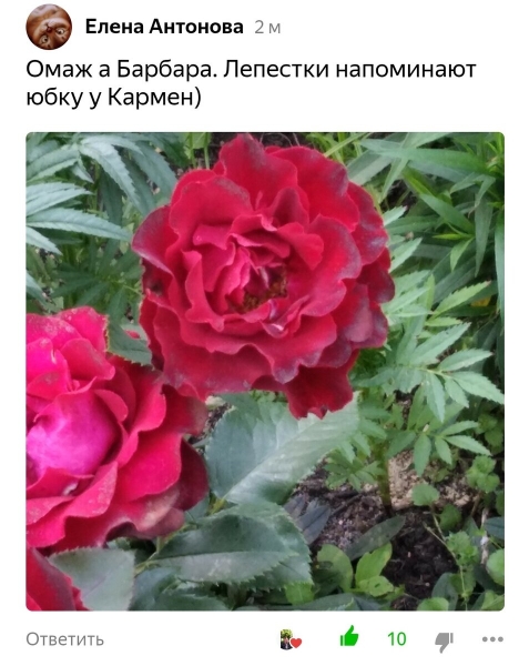Питомник Садко Официальный Интернет Магазин