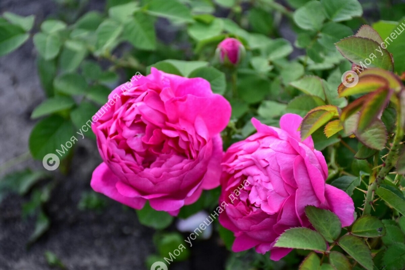 Мой единственный и самый действенный способ обрезки Роз Весной. Мои розы всегда роскошно цветут