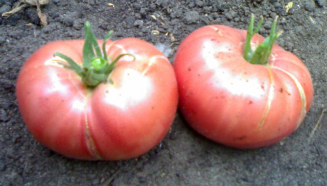 Сорта крупных томатов для теплиц