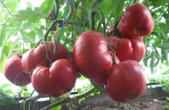 Сорта крупных томатов для теплиц