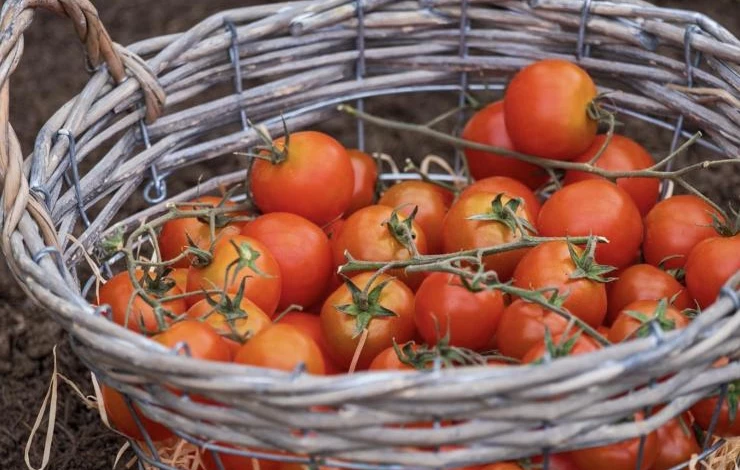 Календарь посадки томатов в открытый грунт и теплицы на июнь 2022 года