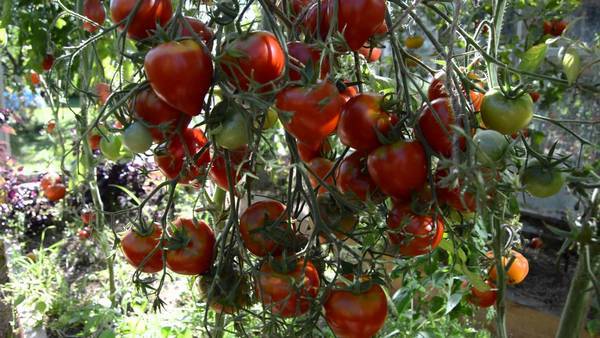 Урожайные сорта томатов для открытого грунта