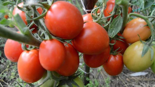 Урожайные сорта томатов для открытого грунта