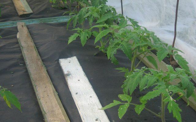 Чем укрыть помидоры в теплице и в открытом грунте