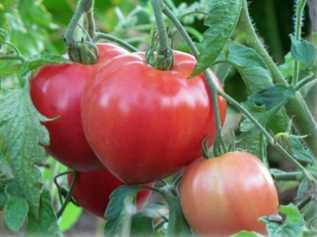 Фузариозное увядание томатов: лечение, первые признаки, фото, возможно ли