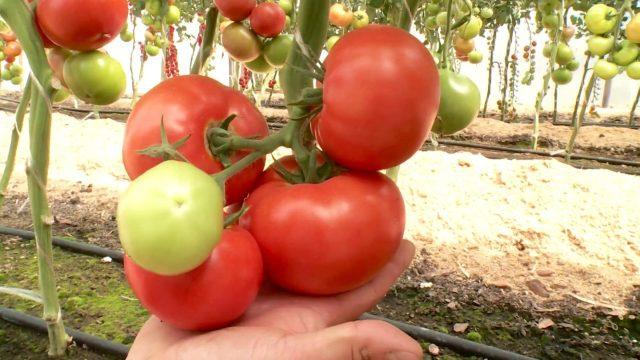 Фузариозное увядание томатов: лечение, первые признаки, фото, возможно ли