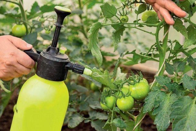 Гусеницы на помидорах: как избавиться в теплице и в открытом грунте