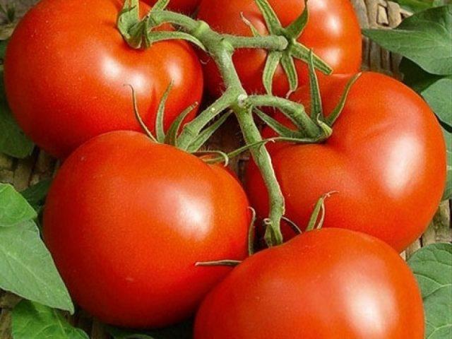 Кладоспориоз (бурая пятнистость) на помидорах в теплице: как бороться, фото