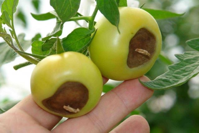 Почему помидоры чернеют снизу в теплице и в открытом грунте