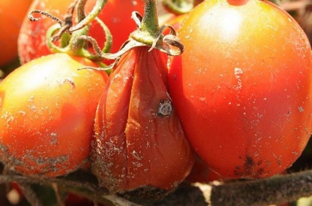 Почему помидоры чернеют снизу в теплице и в открытом грунте