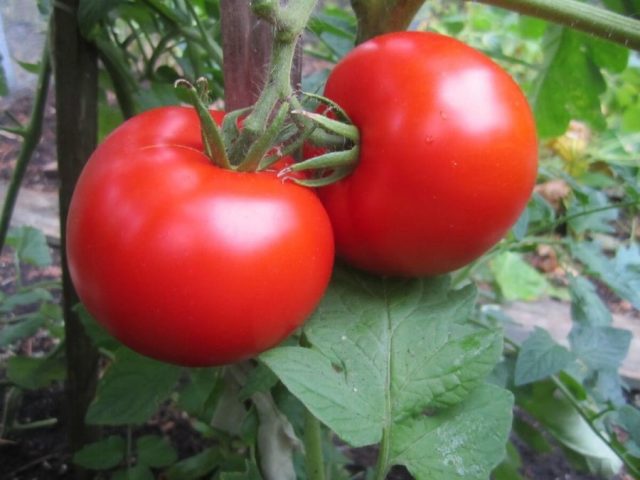 Почему трескаются помидоры на кустах и ​​что делать