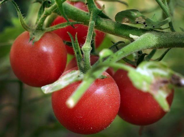 Почему трескаются помидоры на кустах и ​​что делать