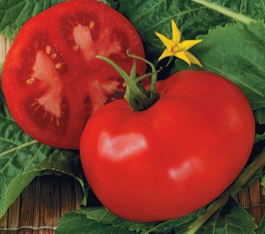 Верхушечная гниль томатов в открытом грунте: лечение, фото, меры борьбы