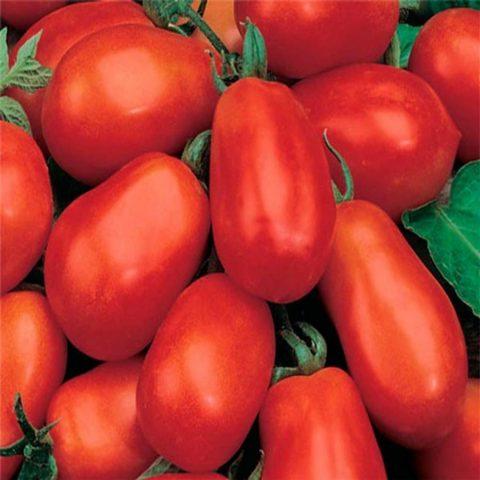 Верхушечная гниль томатов в открытом грунте: лечение, фото, меры борьбы