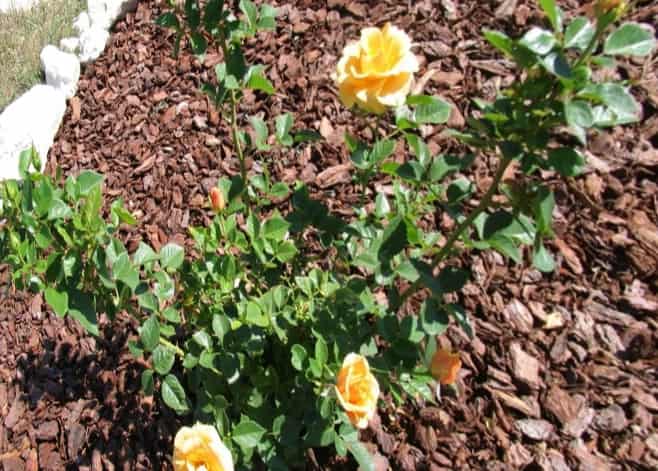Как укрыть розы весной: органические и неорганические материалы