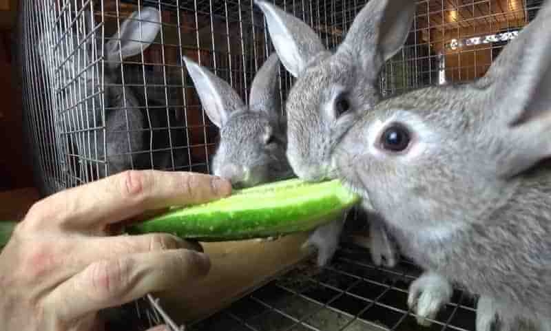 Что едят кролики в домашних условиях, список продуктов