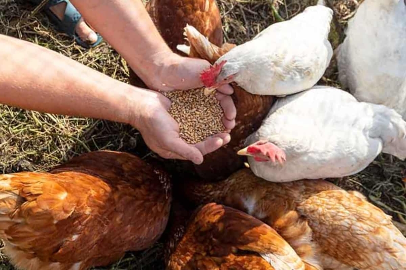 Дрожжи для куриного корма, зачем цыплятам дают дрожжи