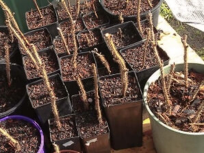 Эжемалина: уход и выращивание в открытом грунте, получение рассады
