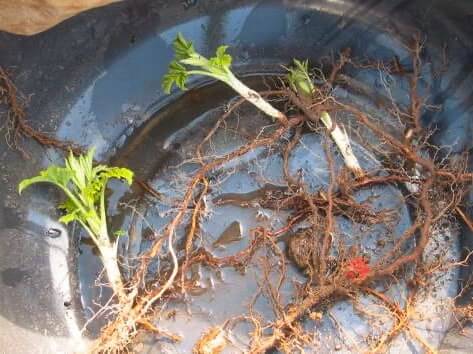 Эжемалина: уход и выращивание в открытом грунте, получение рассады