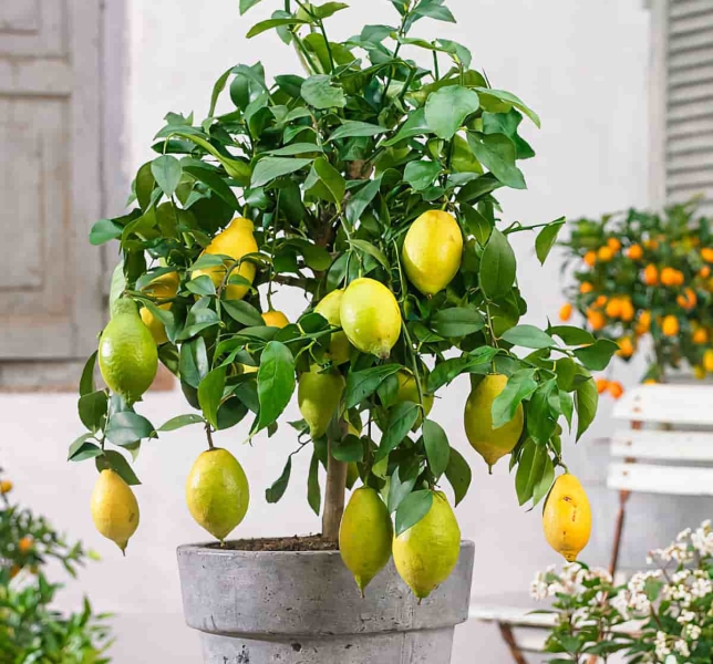 Как ухаживать за лимоном