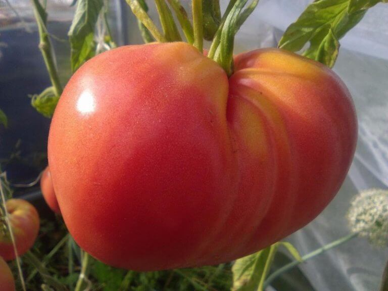 Какие сорта томатов самые сладкие?