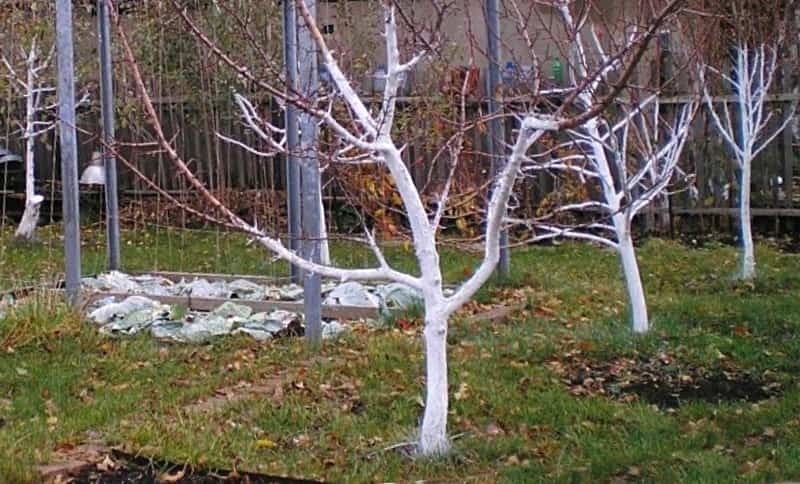 Когда лучше известковать деревья в саду - осенью или весной?