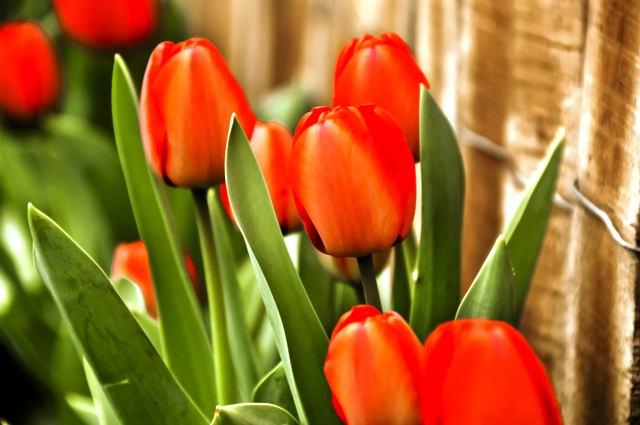 Когда сажать тюльпаны весной и осенью в 2022 году: сроки, благоприятные дни по лунному календарю