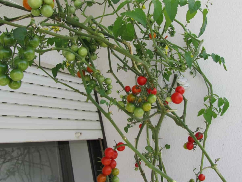 Лучшие сорта томатов для балкона и подоконника