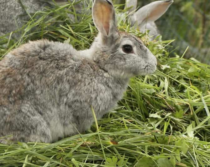 Можно ли давать кроликам пастушью сумку: привлекаем зеленый корм