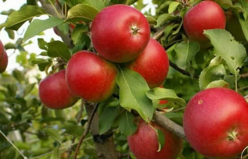 Пепин шафран, описание сорта яблок