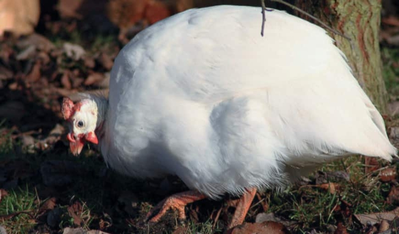 Сибирская белая – привлекательная порода цесарок