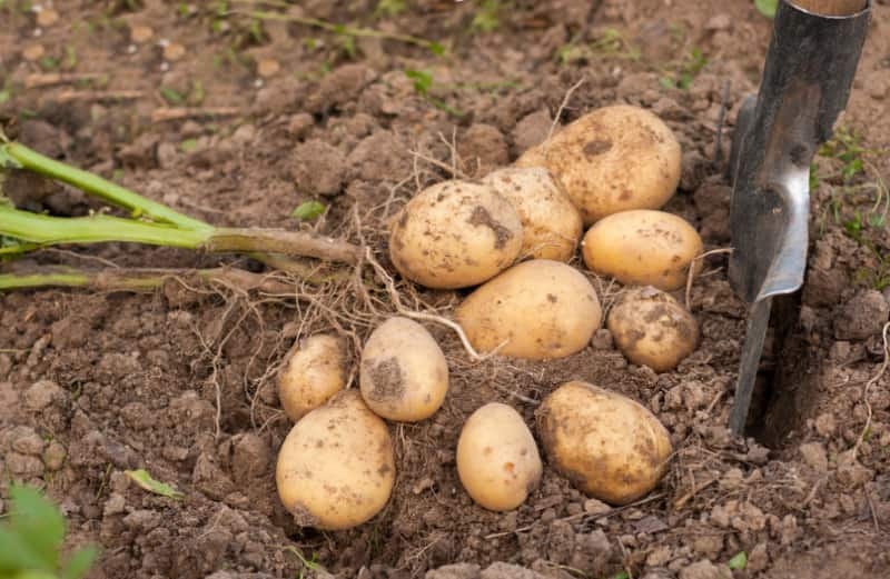 Картофель сорта Гала: характеристика, урожайность, выращивание