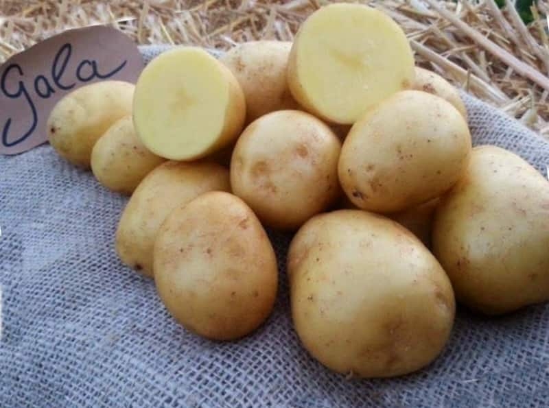 Картофель сорта Гала: характеристика, урожайность, выращивание