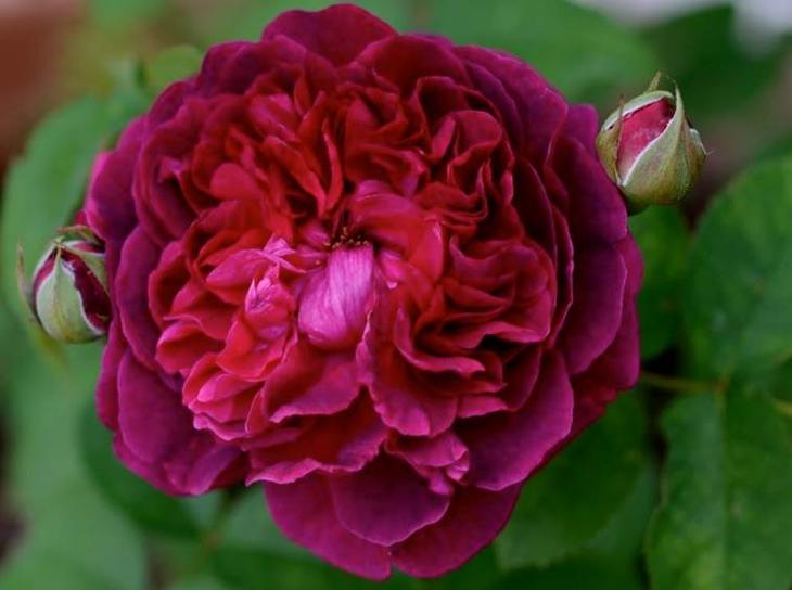 Роза Уильям Шекспир — описание сорта, необходимые условия содержания