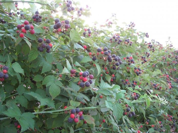 Черная малина «Камберленд»: как посадить и ухаживать за ягодами, похожими на ежевику?