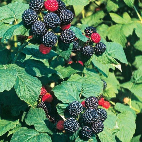 Черная малина «Камберленд»: как посадить и ухаживать за ягодами, похожими на ежевику?