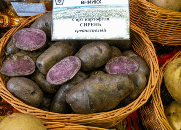 Фиолетовый картофель: описание сортов, характеристики, фото, отзывы, вкус
