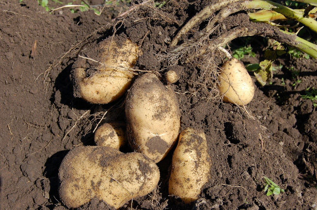 Как бороться с проволочником на картофеле?