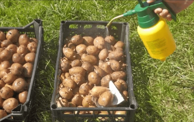 Чем обработать картофель перед посадкой Фитоспорином